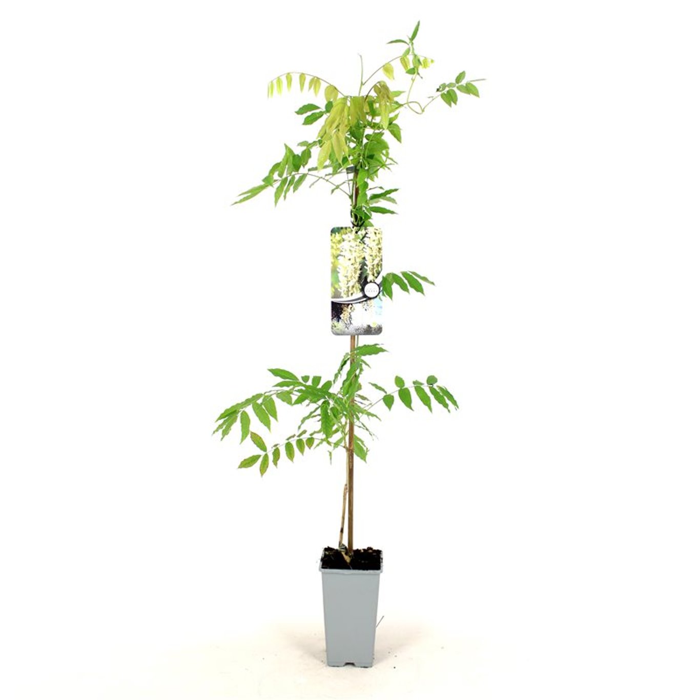 Wisteria sinensis 'Alba' - C2 80-100 CM Stick